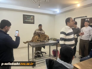 دوره عملی آموزش واکسیناسیون و تزریقات در دام های کوچک در دانشکده صفادشت برگزار شد 4