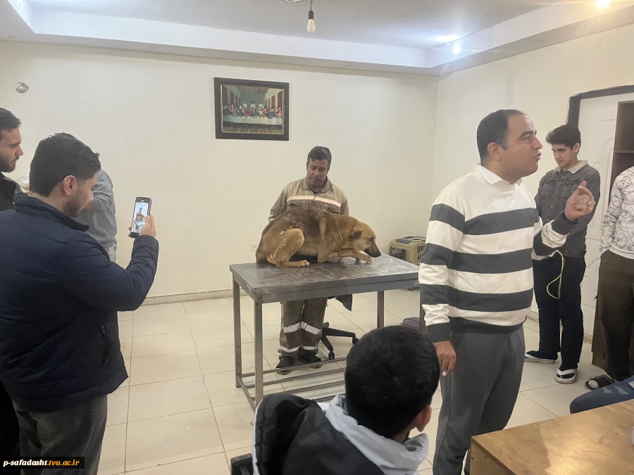 دوره عملی آموزش واکسیناسیون و تزریقات در دام های کوچک در دانشکده صفادشت برگزار شد 5